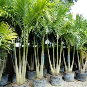 Palm trees