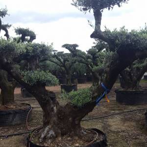 Olive trees