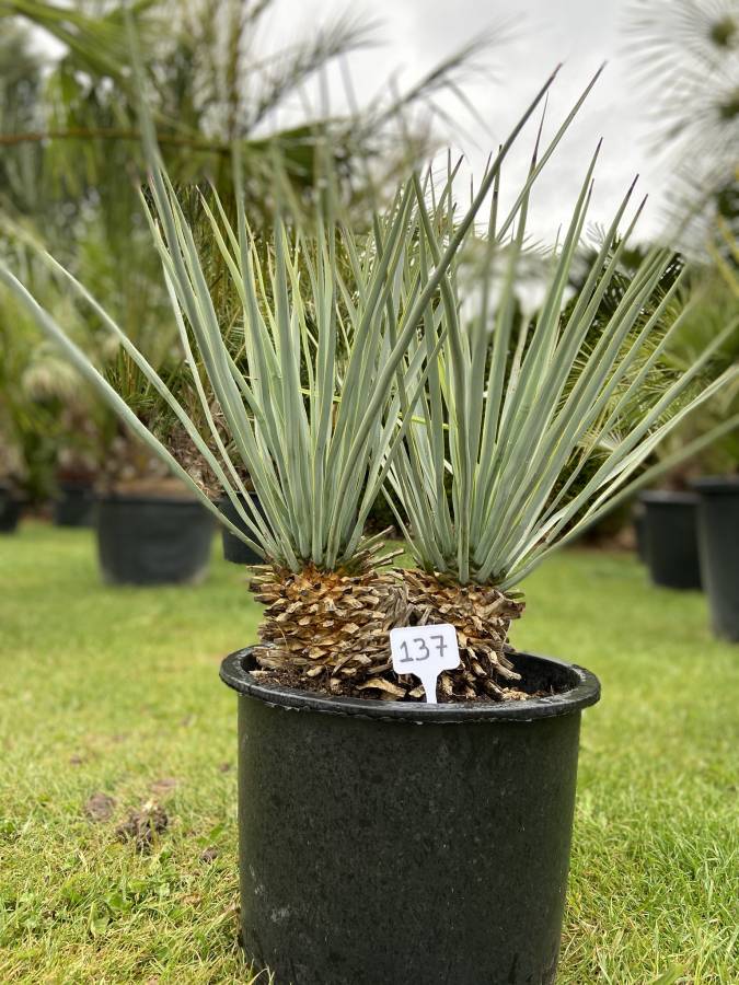 Yucca Rígida - DELCAMPOIMPEX