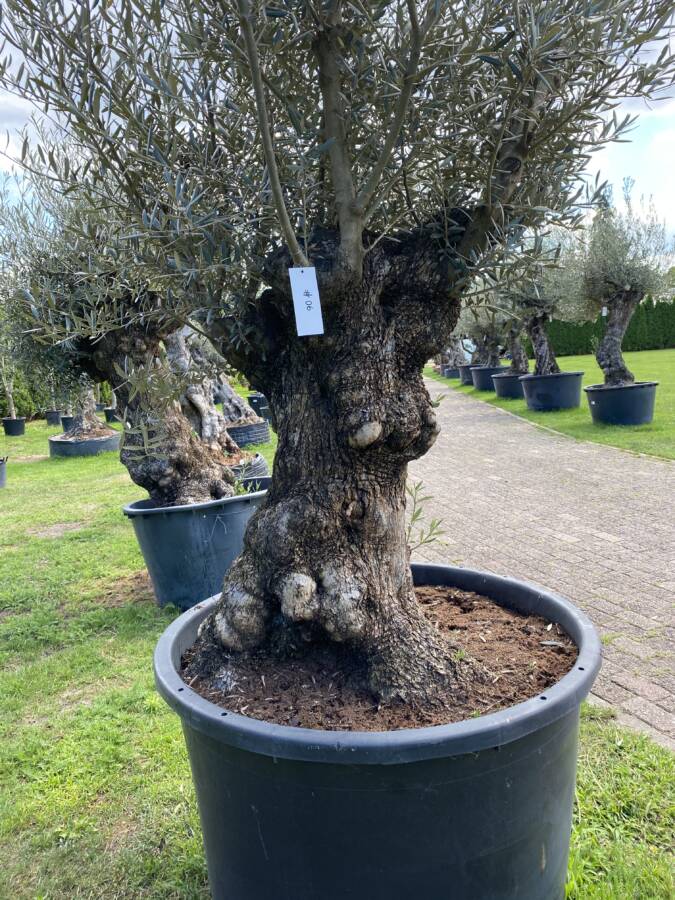 Cornicabra Olive Tree Olives And Oil Characteristics Cornicabra Olive Tree Olives And Oil Characteristics