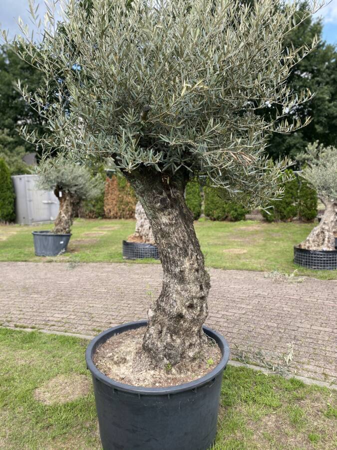 Cornicabra Olive Tree Aceite De Oliva El Molino Cornicabra Olive Tree Aceite De Oliva El Molino